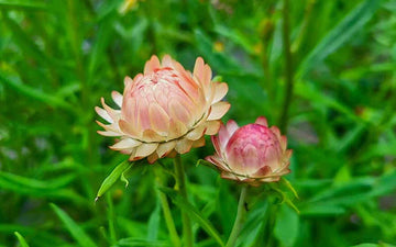 Strawflower Salmon Rose Seeds for Planting - Heirloom and Non-GMO Garden Seeds