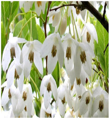 Heirloom Non-GMO Styrax Benzoin Flower Seeds for Planting – Fragrant Medicinal Tree Seeds
