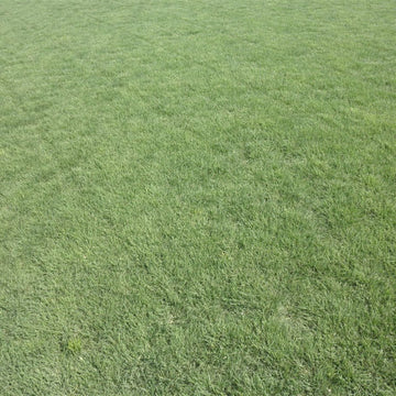 Sundance Buffalo Grass Seed - Drought-Resistant, Low-Maintenance Lawn Solution