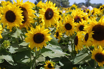 Heirloom Non-GMO Helianthus Annuus Flower Seeds for Planting – Bright Sunflower Blooms for Gardens