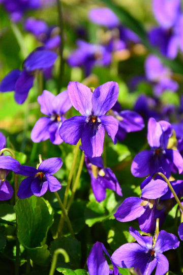 Violet Flower Seeds for Planting, NON GMO Seeds