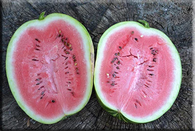 Dakota Rose watermelon fruit seeds