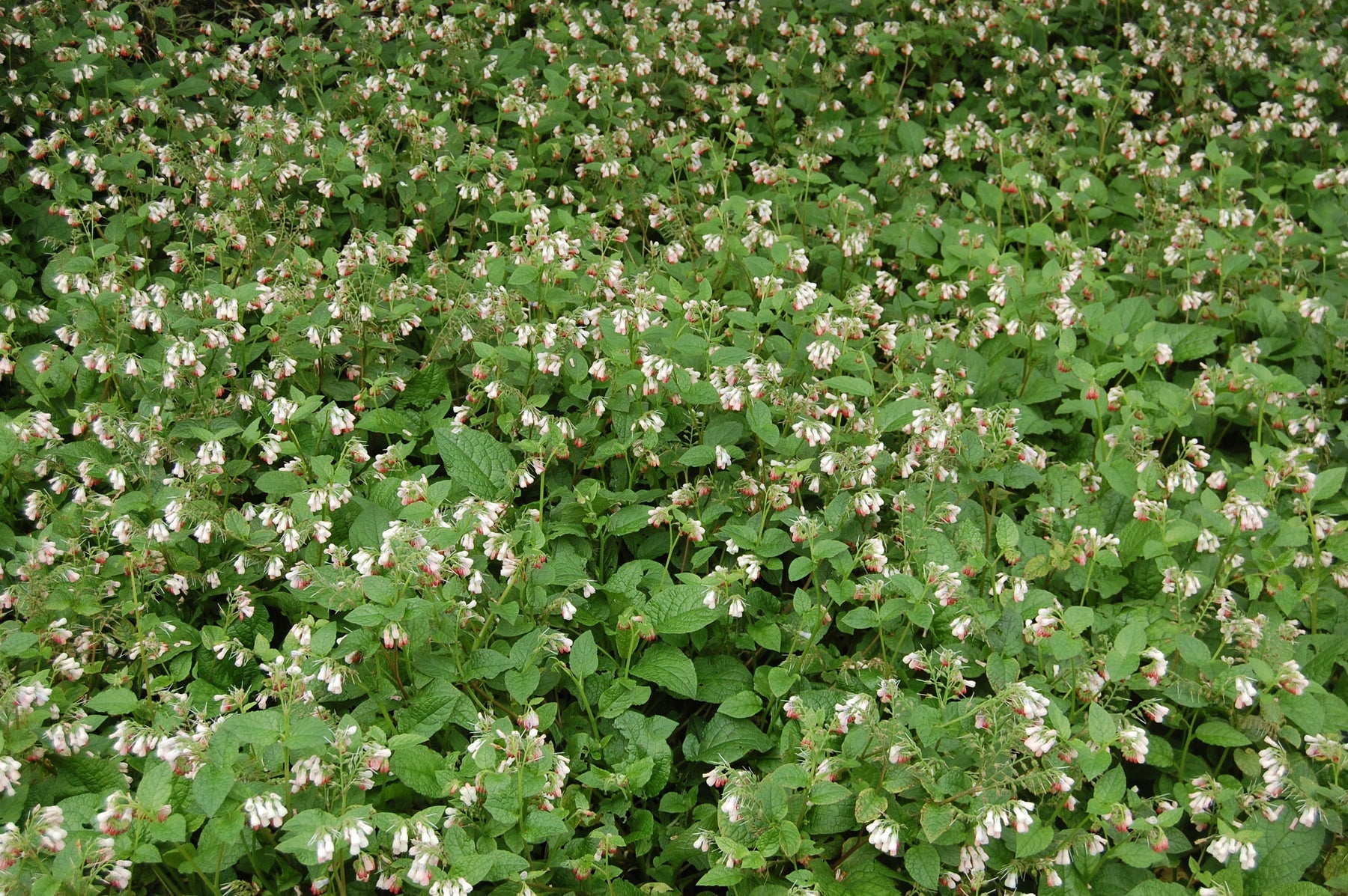 Heirloom Non-GMO Pink Symphytum Flower Seeds for Medicinal and Cottage Garden Planting for planting in your garden.