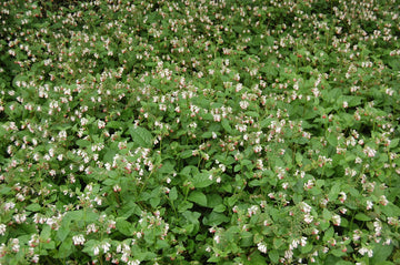 Heirloom Non-GMO Pink Symphytum Flower Seeds for Medicinal and Cottage Garden Planting