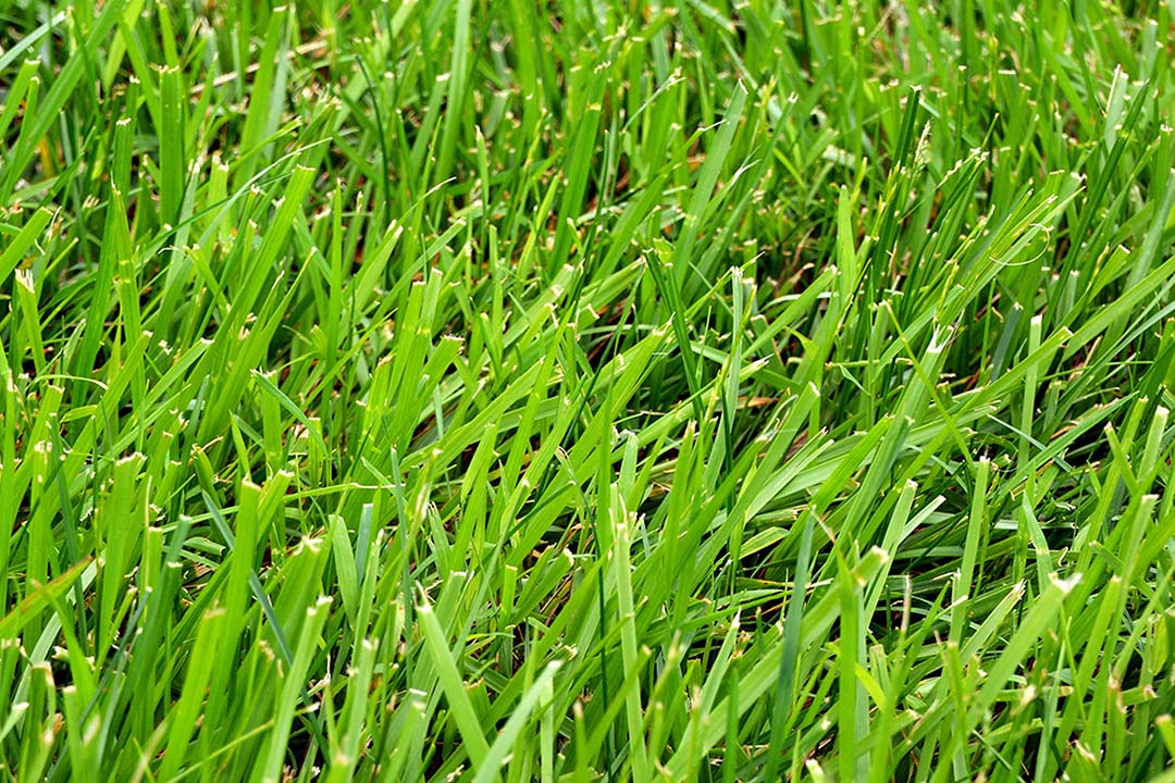 Heirloom Clumping Fescue Plant Seeds, Non-GMO Ornamental Grass for Low-Maintenance Garden Planting for planting in home garden