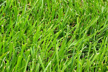 Heirloom Clumping Fescue Plant Seeds, Non-GMO Ornamental Grass for Low-Maintenance Garden Planting