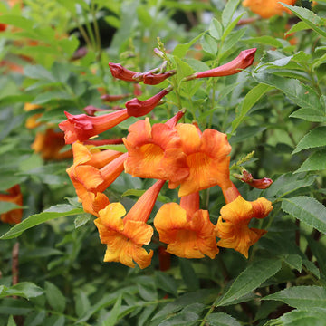 Heirloom Non-GMO Orange Bells Flower Seeds for Bright and Tropical Garden Planting