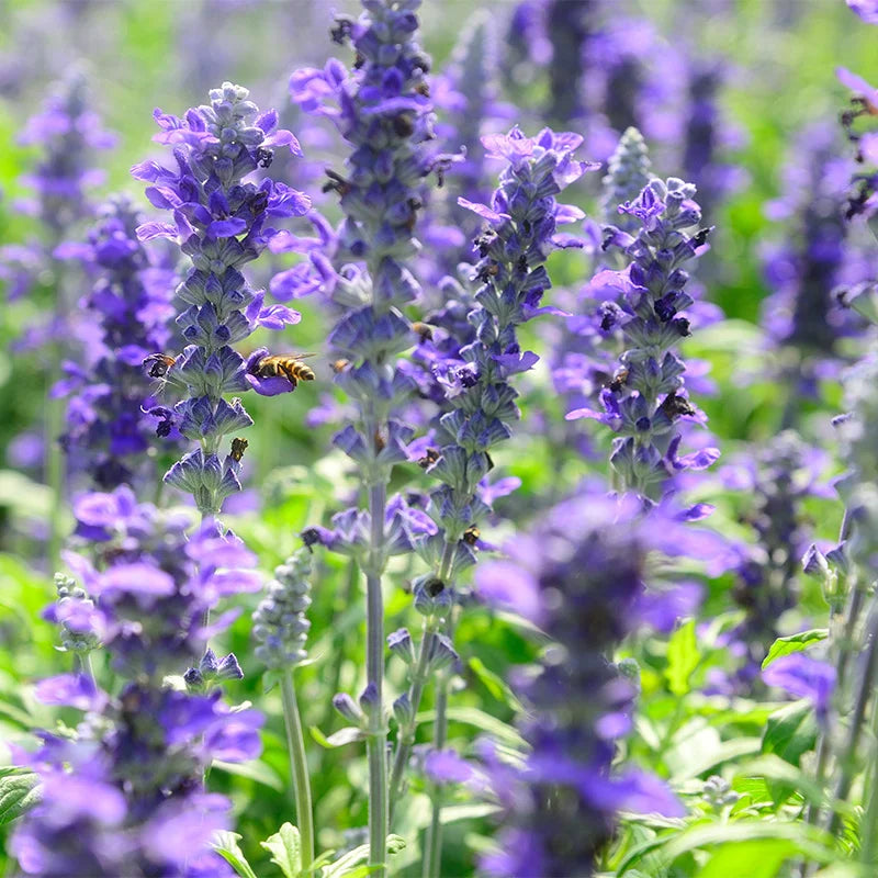 Violet Salvia Meadow Sage Flower Seeds for Planting - NON GMO Seeds for planting in home garden
