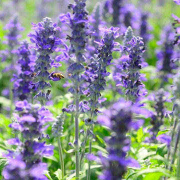 Violet Salvia Meadow Sage Flower Seeds for Planting - NON GMO Seeds
