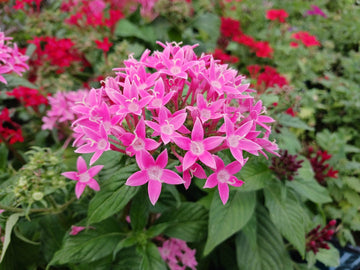 Heirloom Non-GMO Pink Serpentina Flower Seeds for Decorative Garden Beds and Seasonal Planting