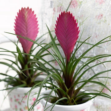 Heirloom Non-GMO Tillandsia Cyanea Flower Seeds for Planting – Pink Quill Air Plant Blooms
