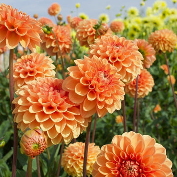 Organic Heirloom Non-GMO Dahlia Seeds for Planting – Colorful Variety Garden Blooms