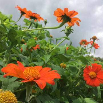 Orange Tithonia Flower Seeds for Bright Gardens - 100 Pcs pcs