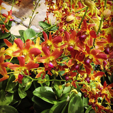 Heirloom Non-GMO Brown Dendrobium Flower Seeds for Exotic Garden Decor and Indoor Planting