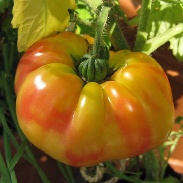 Striped German Red & Yellow Tomato Vegetable Seeds for Planting - Heirloom Seeds