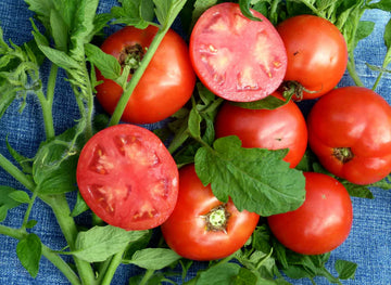 Virginia Sweets Tomato Vegetable Seeds