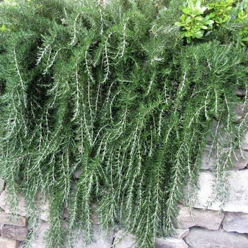 Trling Irene Rosemary Herb Plant Seeds for Fragrant and Flavorful Gardens – Fresh Herb for Your Garden