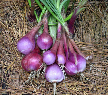 Tropeana Lunga Heirloom Onion Vegetable Seeds