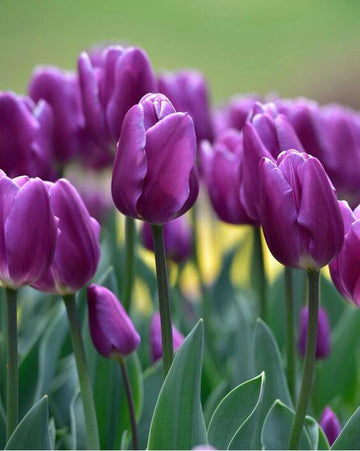 Violet Tulip Seeds for Planting – Heirloom, Non-GMO, Beautiful Garden Flowers