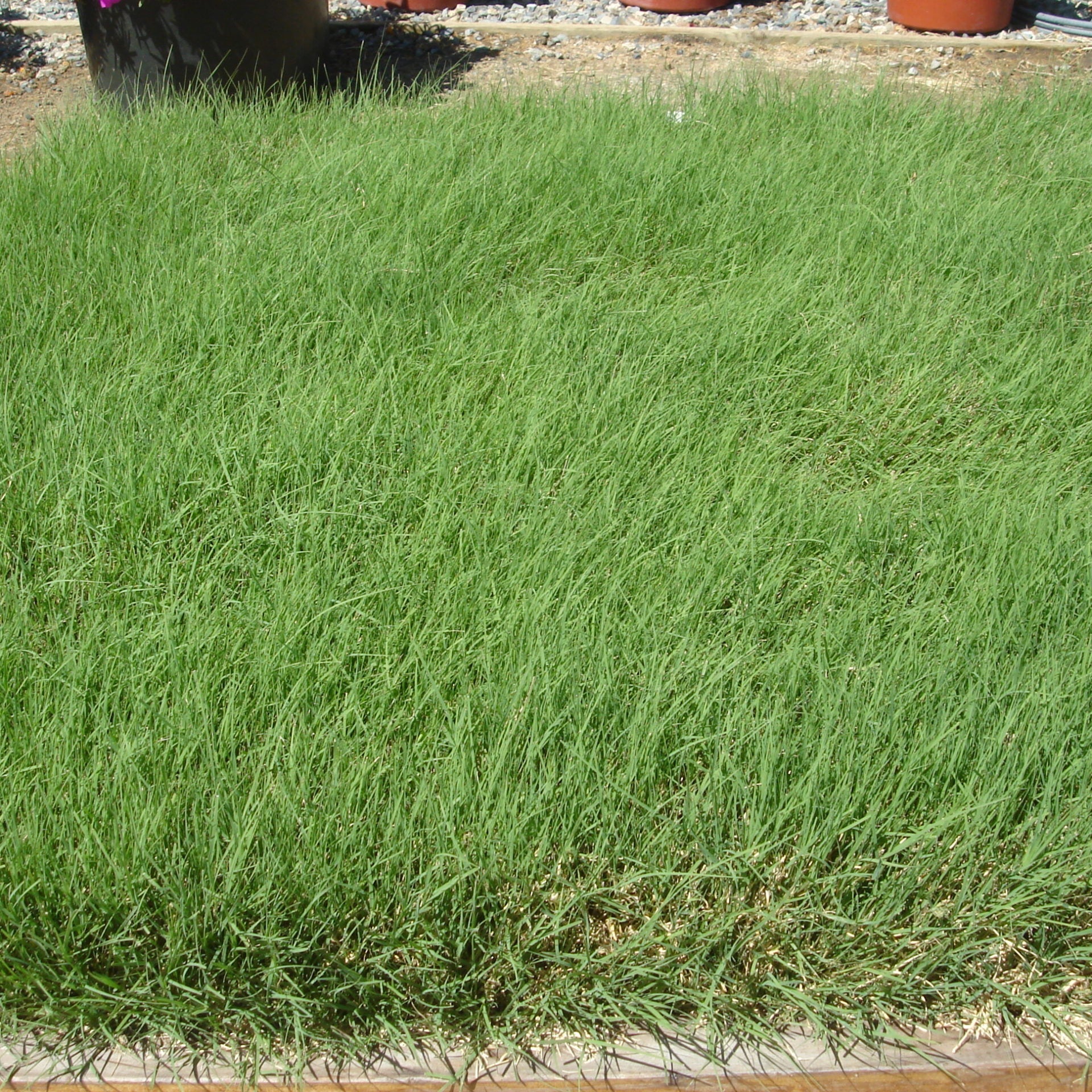 U.S. Buffalo Grass Seed (Bouteloua dactyloides) – Drought-Tolerant, Low-Maintenance Lawn Solution