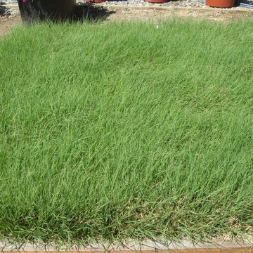 U.S. Buffalo Grass Seed (Bouteloua dactyloides) – Drought-Tolerant, Low-Maintenance Lawn Solution