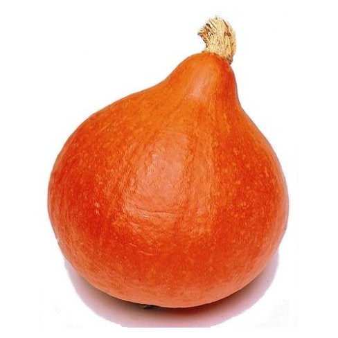 Uchiki Kuri Pumpkin Cucurbita maxima for planting in home garden