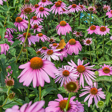 Baby Pink Echinacea Wildflower Seeds for Planting - To attract Pollinators and Butterflies, Heirloom Seeds
