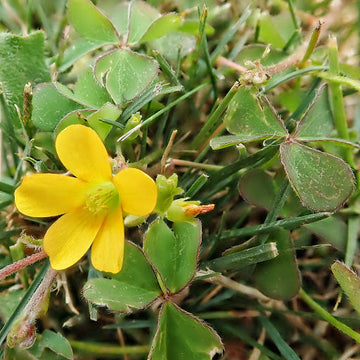 Yellow Oxalis Versicolor Seeds – Heirloom, Non-GMO Flower Seeds for Planting