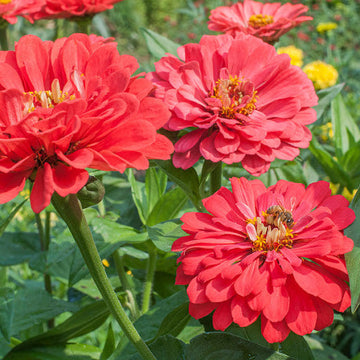 Zinnia Benary Giant Flower Seeds for Planting – Vibrant Colors, Non-GMO, Heirloom Seeds