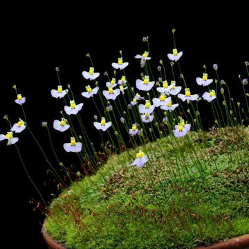 White Utricularia Bisquamata Plant Seeds for Garden Planting - NON GMO Seeds