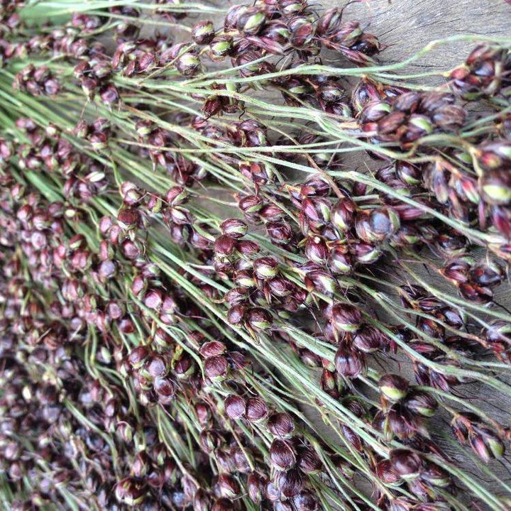 Black Amber Sorghum Seeds-Heirloom & Non-GMO Seeds for planting – Fresh Herb for Your Garden