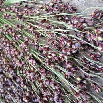 Black Amber Sorghum Seeds-Heirloom & Non-GMO Seeds for planting – Fresh Herb for Your Garden