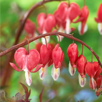 Organic Heirloom Non-GMO Bleeding Heart Seeds for Planting – Shade Garden Flowers