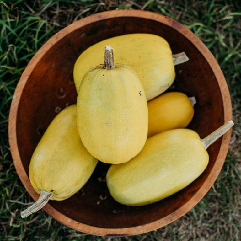 Spaghetti Squash Cucurbita pepo seeds for planting in home garden