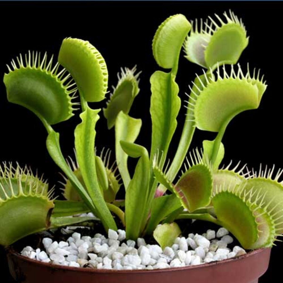 Venus Flytrap Seeds – Carnivorous Indoor & Outdoor Plants, Full Sun