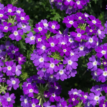 Semi-Trailing Verbena Flower Seeds for Planting – Heirloom, Non-GMO Cascading Blooms for Hanging Baskets