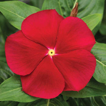 Red Vinca Rosea Flower Seeds for Garden Planting - Non-GMO, Heirloom Seeds for Easy Growth