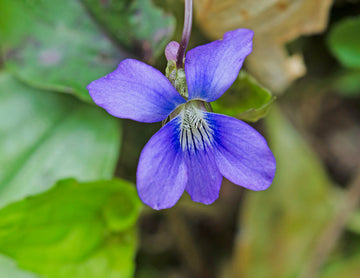 Blue Violet Flower Seeds for Planting, NON GMO Seeds