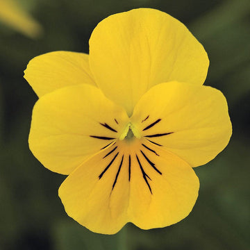 Yellow Pansy Flower Seeds – Non-GMO Seeds for Vibrant Garden Planting
