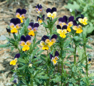 Heirloom Non-GMO Viola Tricolor Flower Seeds for Planting – Colorful Edible Blooms