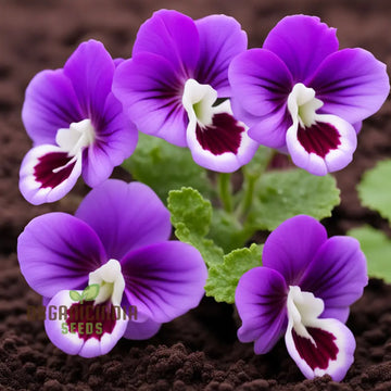 Gloxinia Flower Seeds in Violet White - 100 pcs