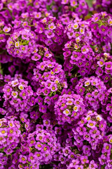 Heirloom Alyssum Ground Cover Flower Seeds for Planting, Non-GMO