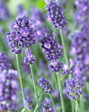 Blue Angustifolia Flower Seeds for Garden Planting - 100 Pcs pcs