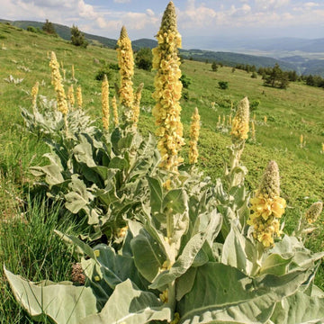 Great Mullein Herb Seeds