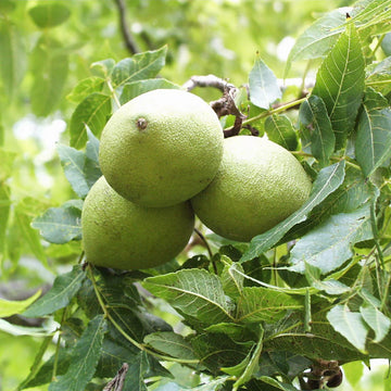Black Walnut Fruit Seeds