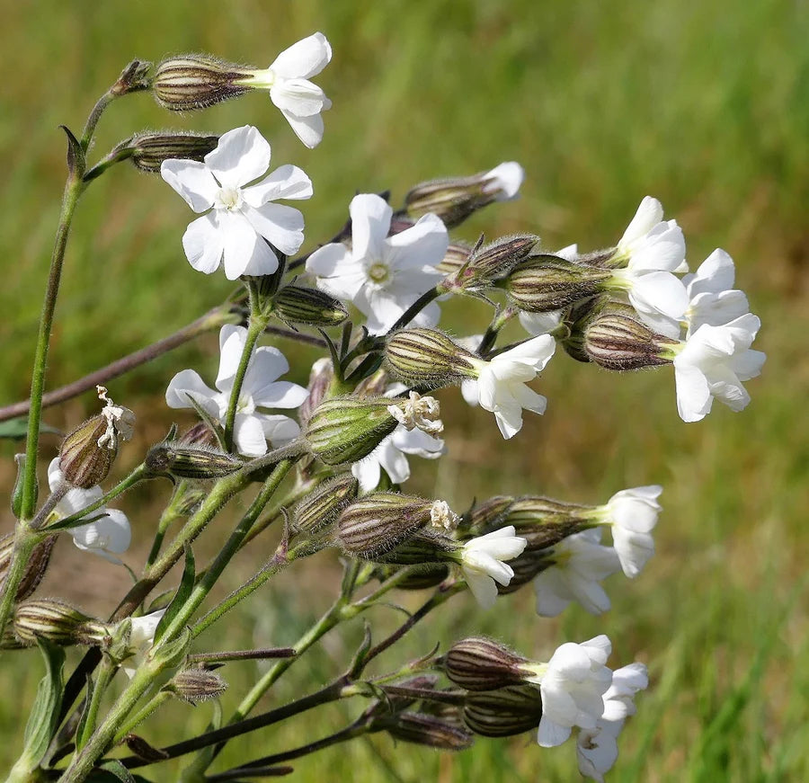 Campion Flower Seeds for Planting, NON GMO Seeds for planting in home garden