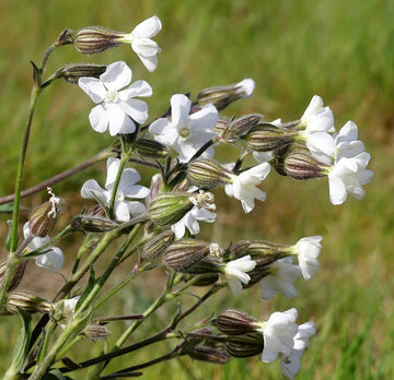 Campion Flower Seeds for Planting, NON GMO Seeds