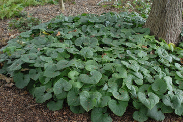 Wild Ginger Plant Seeds for Planting - NON GMO Seeds