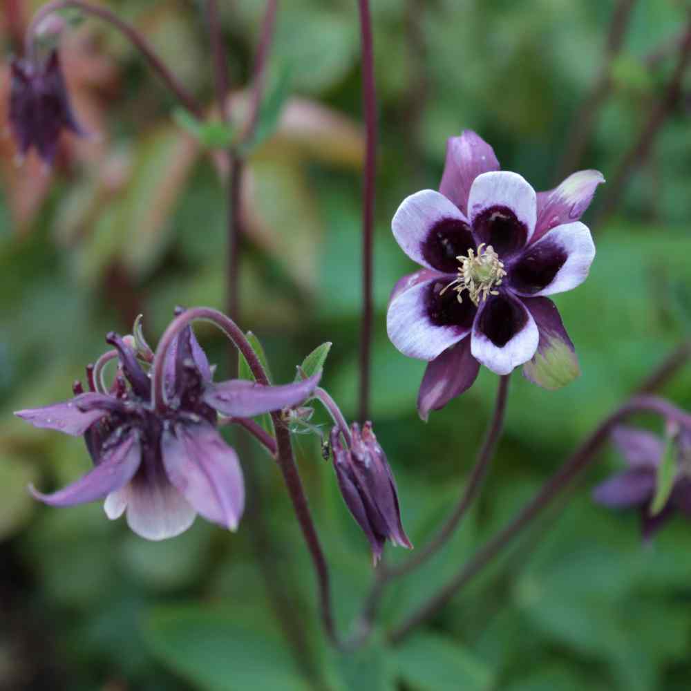 Purple White William Guiness Flower Seeds for Planting - NON GMO Seeds for planting in home garden