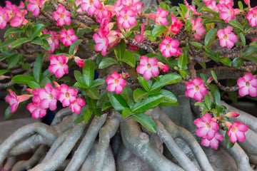 WÃ¼stenrose Flower Seeds for Planting - NON GMO Seeds